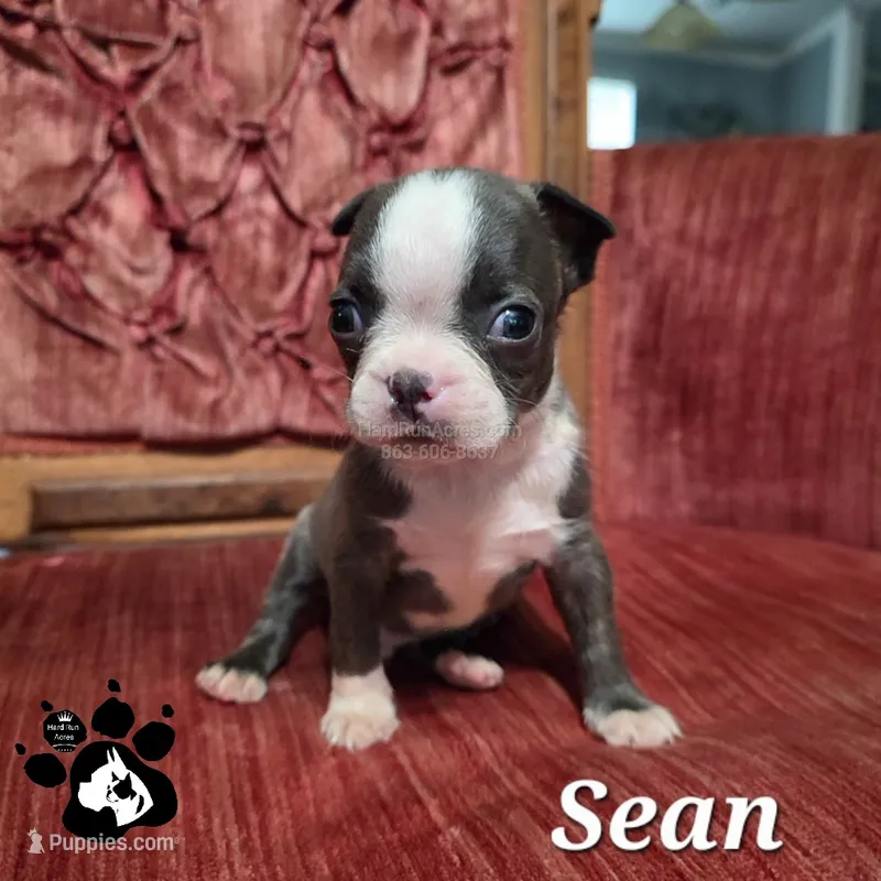 Sean – Boston Terrier puppy for sale in Lakeland, FL