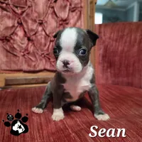Sean, a male Boston Terrier for sale in Lakeland, FL – 1 of 3