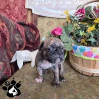 Sheila, a  Bugg for sale in Lakeland, FL – Photo 4 of 6