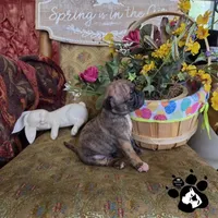 Sheila, a  Bugg for sale in Lakeland, FL – Photo 2 of 6