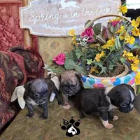 Sheila, a  Bugg for sale in Lakeland, FL – Photo 3 of 6