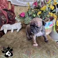 Sheila, a  Bugg for sale in Lakeland, FL – Photo 6 of 6