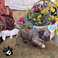 Sheila, a  Bugg for sale in Lakeland, FL – Photo 5 of 6