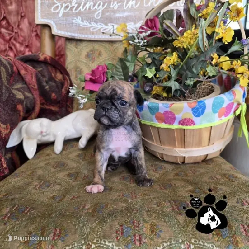 Sheila – Bugg puppy for sale in Lakeland, FL