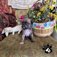 Sheila, a  Bugg for sale in Lakeland, FL – Photo 1 of 6