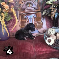 Raven AKC, a female Boxer for sale in Lakeland, FL – 3 of 4