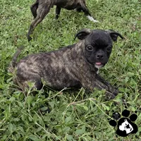 Sheri, a female Bugg for sale in Lakeland, FL – 3 of 4