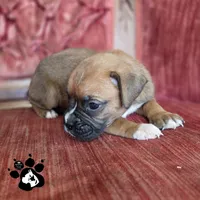 Laura AKC, a female Boxer for sale in Lakeland, FL – 1 of 3