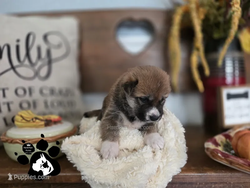 BamBam – Shiba Inu puppy for sale in Lakeland, FL