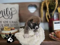 BamBam, a male Shiba Inu for sale in Lakeland, FL – 1 of 4