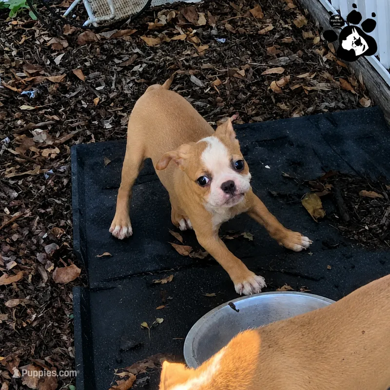 Kora the Boston AKC  – Boston Terrier puppy for sale in Lakeland, FL