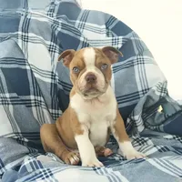 Patrick the Boston, a  Boston Terrier for sale in Lakeland, FL – 3 of 3
