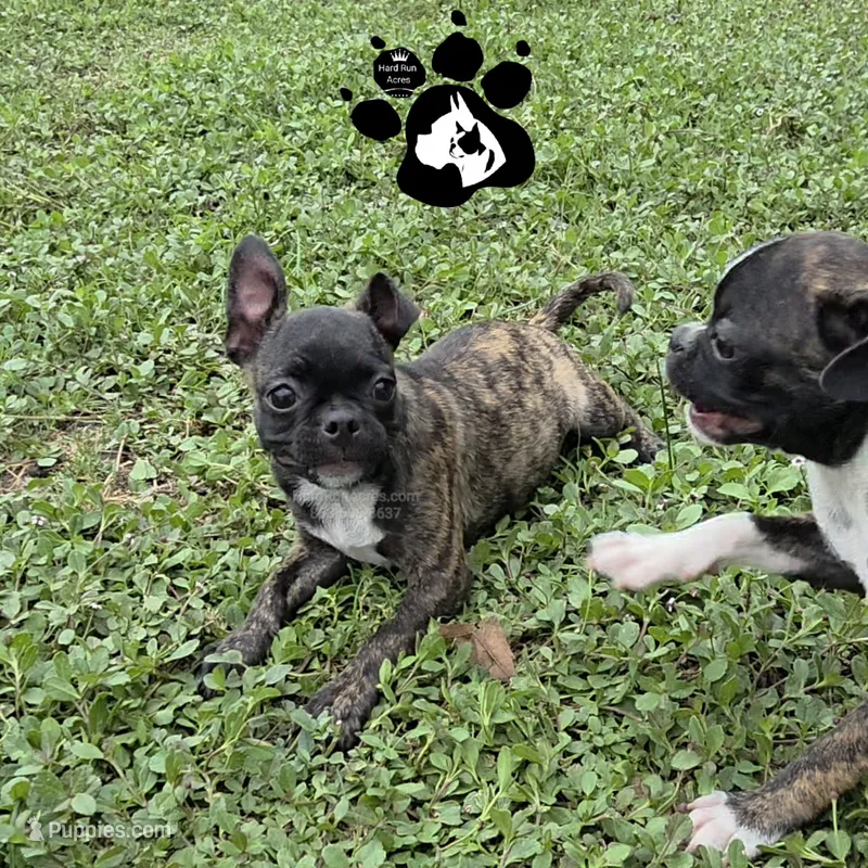 Sheri – Bugg puppy for sale in Lakeland, FL