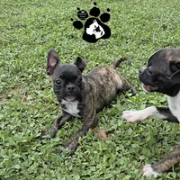 Sheri, a female Bugg for sale in Lakeland, FL – 4 of 4