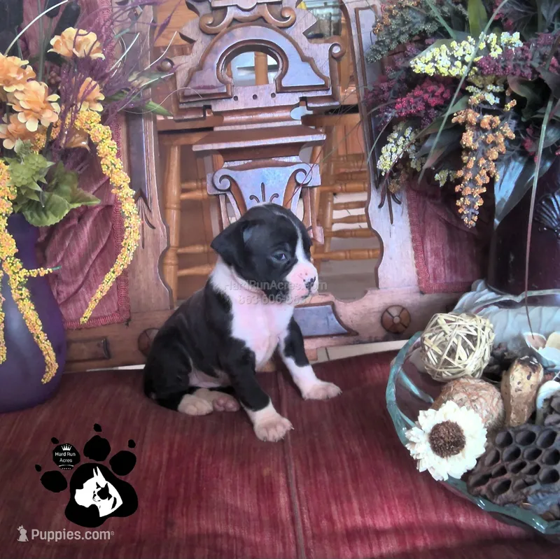 Raelynn AKC  – Boxer puppy for sale in Lakeland, FL