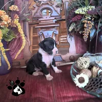Raelynn AKC , a female Boxer for sale in Lakeland, FL – 1 of 4