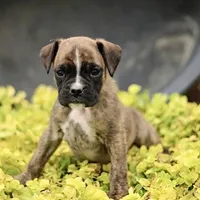 Paula, a female Boxer for sale in Lakeland, FL – 3 of 3