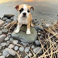 Kinsley, a  Boston Terrier for sale in Lakeland, FL – 1 of 1