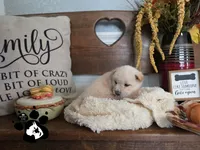 Bobby, a male Shiba Inu for sale in Lakeland, FL – 3 of 4