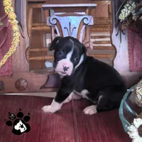 Raelynn AKC , a female Boxer for sale in Lakeland, FL – 3 of 4