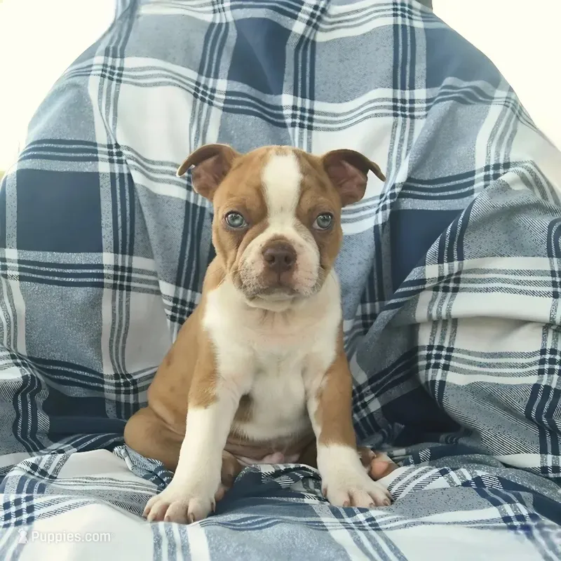 Patrick the Boston – Boston Terrier puppy for sale in Lakeland, FL