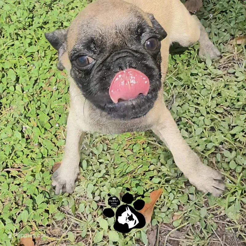 Andy – Pug puppy for sale in Lakeland, FL
