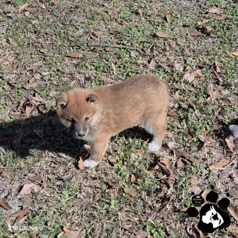 Bonnie – Shiba Inu puppy for sale in Lakeland, FL