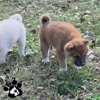 Bonnie, a female Shiba Inu for sale in Lakeland, FL – Photo 2 of 3