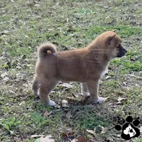 Bonnie, a female Shiba Inu for sale in Lakeland, FL – Photo 3 of 3