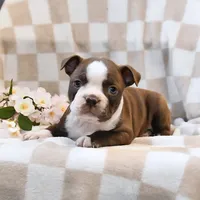 Bella, a female Boston Terrier for sale in Lakeland, FL – 2 of 3