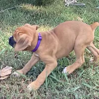 Tessa AKC , a female Boxer for sale in Lakeland, FL – 2 of 3