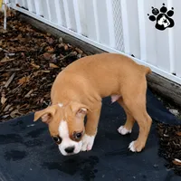 Kyle the boston AKC , a male Boston Terrier for sale in Lakeland, FL – 1 of 4