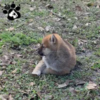 Birdie, a female Shiba Inu for sale in Lakeland, FL – Photo 4 of 4