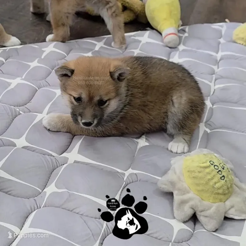 Birdie – Shiba Inu puppy for sale in Lakeland, FL