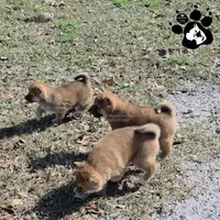 Birdie, a female Shiba Inu for sale in Lakeland, FL – Photo 3 of 4