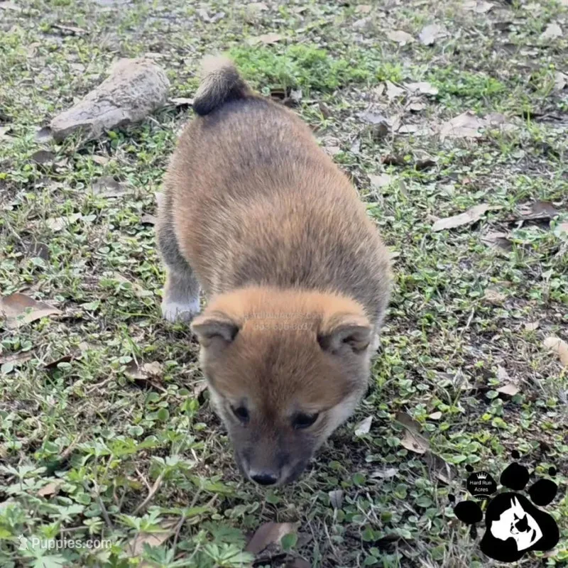 Birdie – Shiba Inu puppy for sale in Lakeland, FL