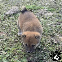 Birdie, a female Shiba Inu for sale in Lakeland, FL – Photo 2 of 4