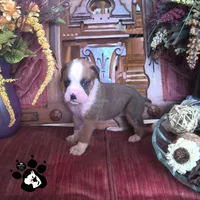 Rochelle AKC , a female Boxer for sale in Lakeland, FL – 3 of 4