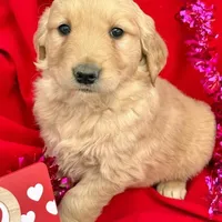 AKC Lilly , a female Golden Retriever for sale in Lakeland, FL – Photo 2 of 2