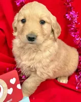 Lilly , a female Golden Retriever for sale in Lakeland, FL – Photo 2 of 2