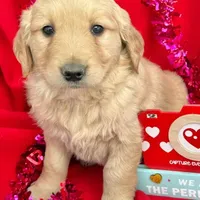 AKC Lilly , a female Golden Retriever for sale in Lakeland, FL – Photo 1 of 2