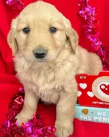 Lilly , a female Golden Retriever for sale in Lakeland, FL – Photo 1 of 2