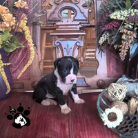 Raelynn AKC , a female Boxer for sale in Lakeland, FL – 4 of 4