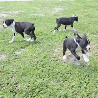 AKC Amanda Reverse Brindle Boxer, a female Boxer for sale in Lakeland, FL – 3 of 3