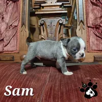 Sam, a male Boston Terrier for sale in Lakeland, FL – 2 of 3