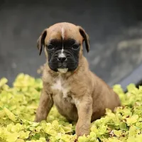 Phyllis the Boxer, a female Boxer for sale in Lakeland, FL – 3 of 3