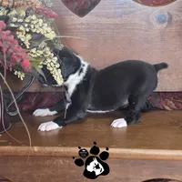 AKC Pandora, a female Boxer for sale in Lakeland, FL – 2 of 3