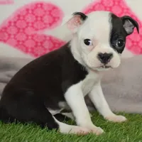 Penny the boston, a female Boston Terrier for sale in Lakeland, FL – Photo 1 of 2