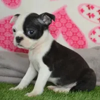 Penny the boston, a female Boston Terrier for sale in Lakeland, FL – Photo 2 of 2