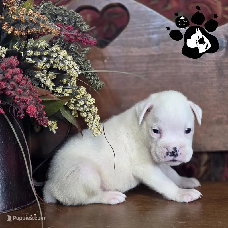 Preston AKC White – Boxer puppy for sale in Lakeland, FL